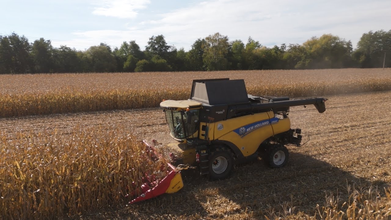 New Holland CR 9.80 🌽 Sklizeň kukuřice na zrno 🌽 2025