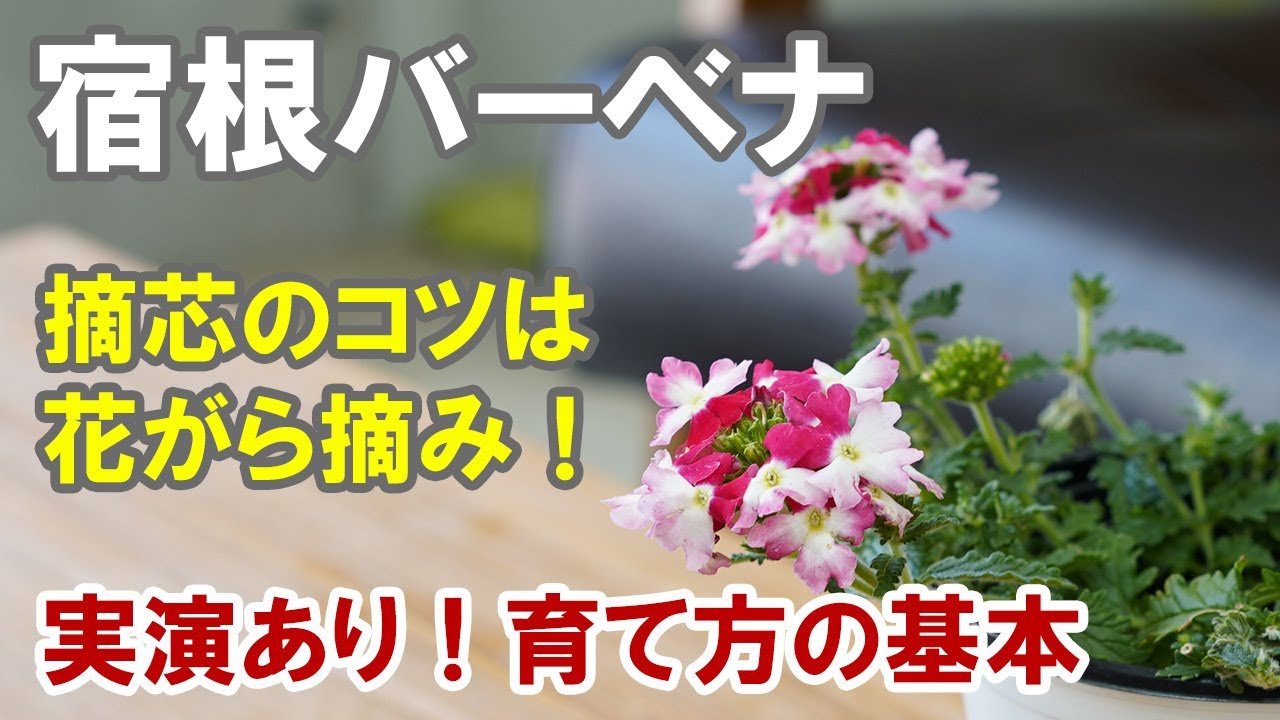 宿根バーベナの育て方　摘心の実演！ハンギングに鉢植えに大活躍の枝垂れるシルエット