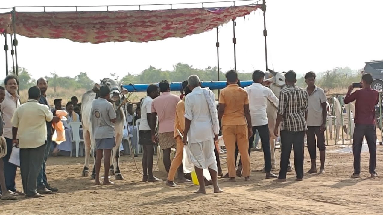 దొడ్లవాడు సీనియర్స్ విభాగం 11వ జత  బుల్స్ 🦁