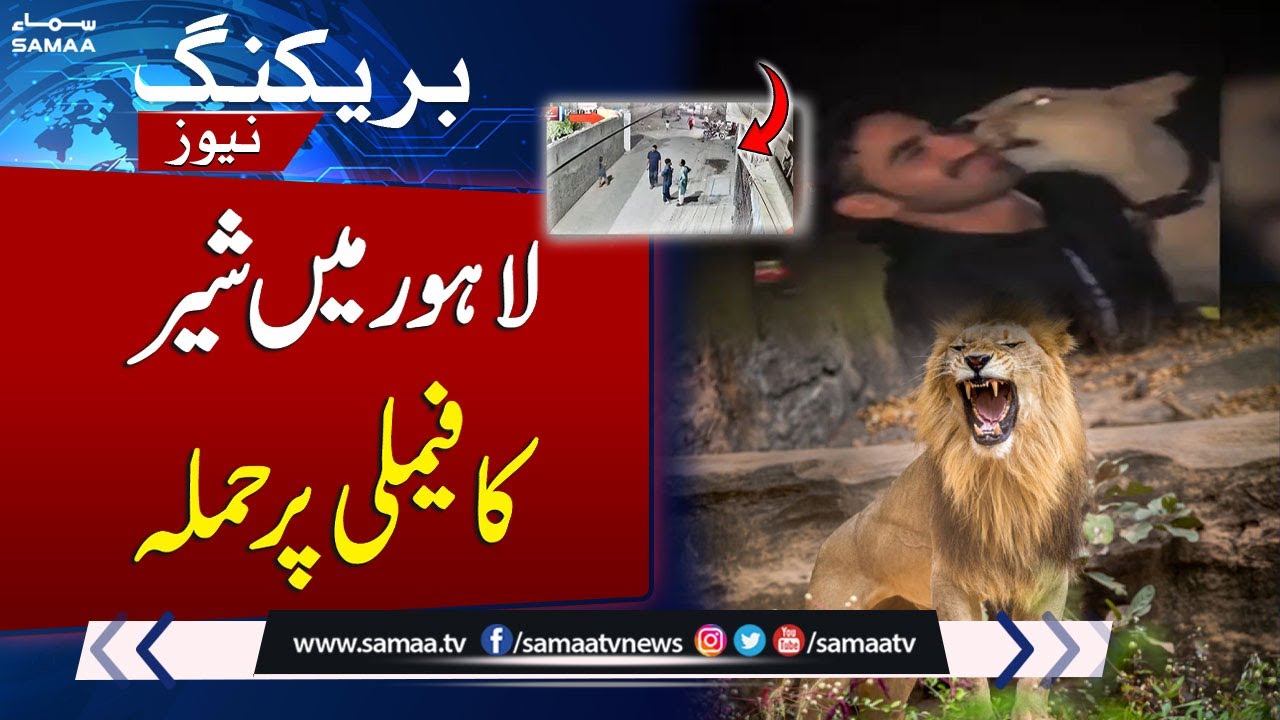 Lion Attack in Lahore | Chlidren among three injured | Breaking News | SAMAA TV
