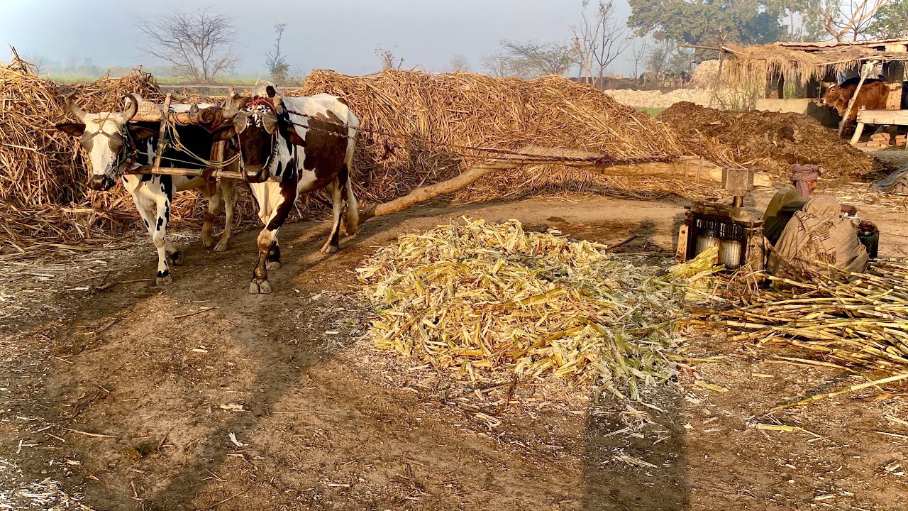 Oxen’s operating with help start guse machine •||• Punjabi old culture #trinding #vril #foryou