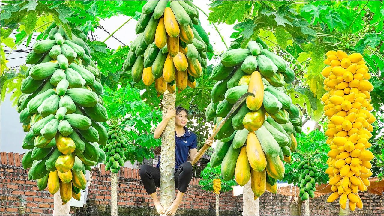 Harvest Mutant Papaya, Make Stir-Fried Papaya With Meat Go to the market sell | Luyến - Harvesting