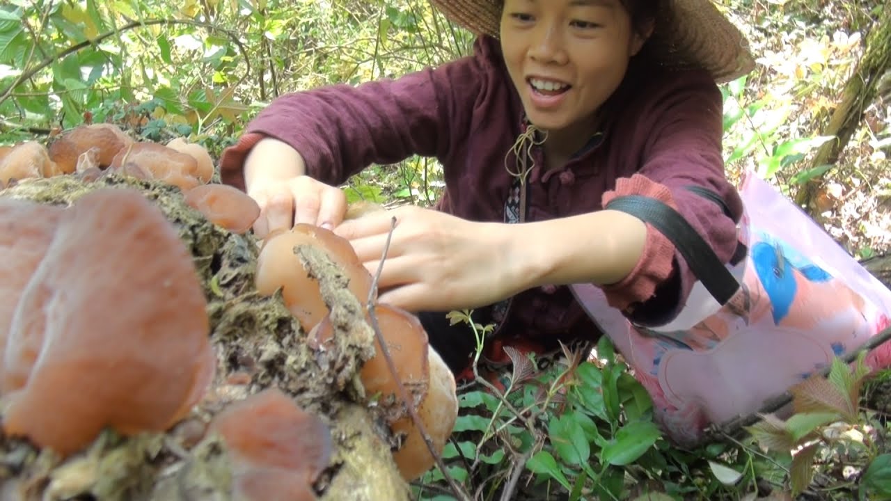 連續下了幾天雨，山裏的野生木耳猛長，燕子深山采蘑菇收獲滿滿