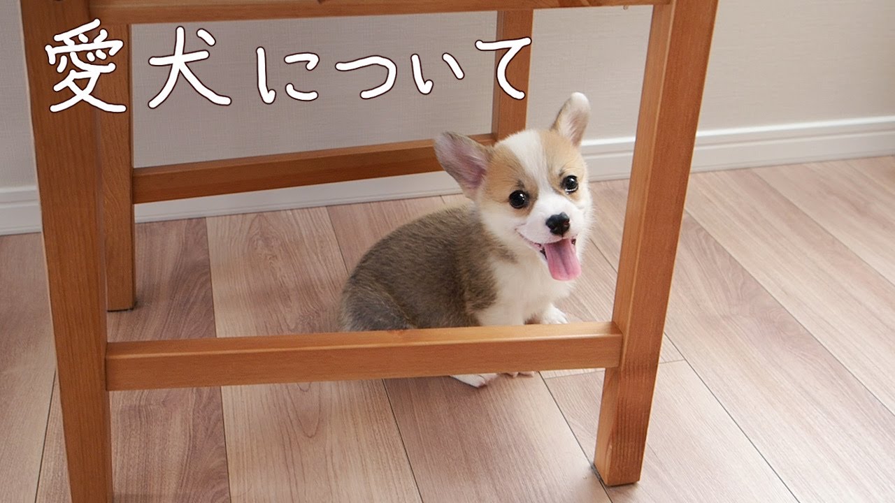 我が家の愛犬について