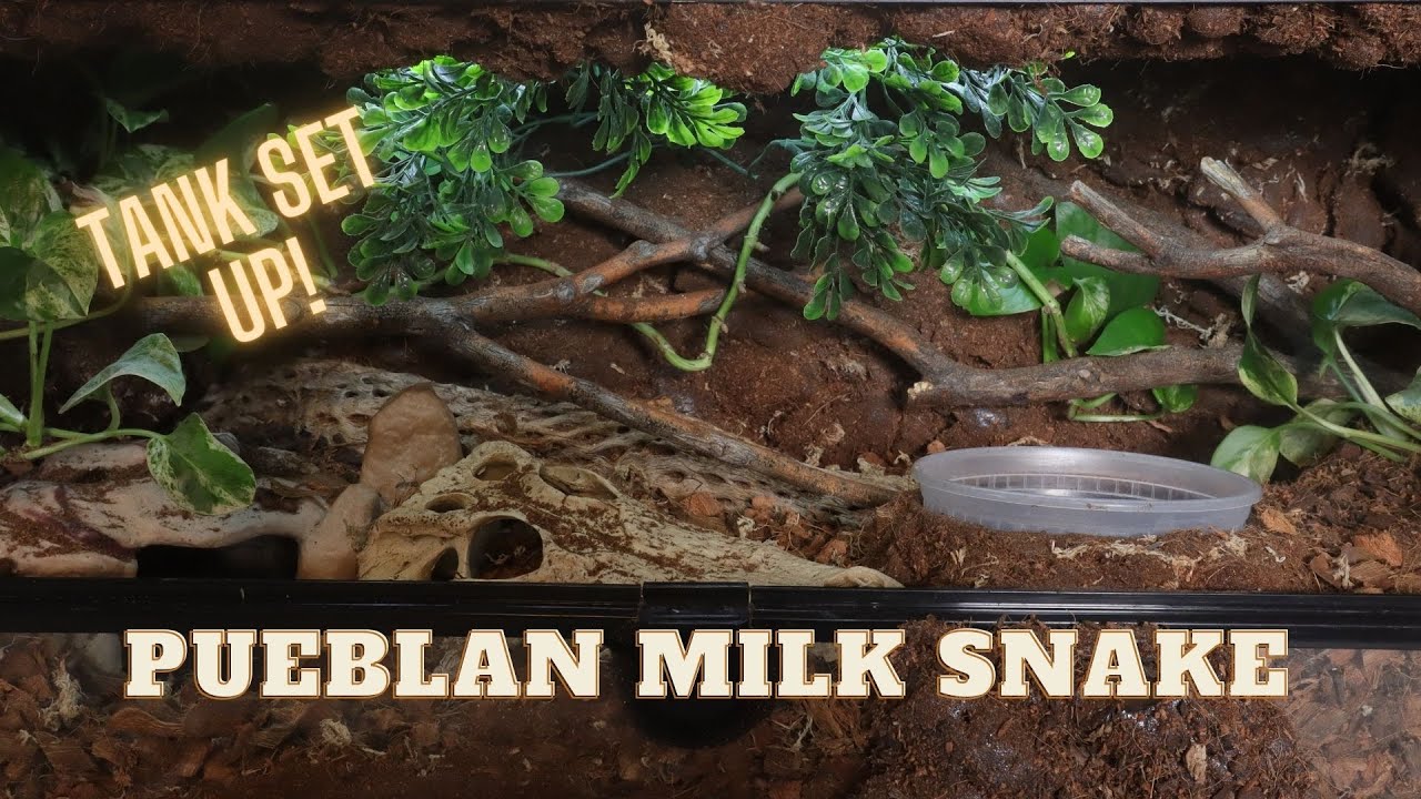 Pueblan Milk Snake Enclosure Build!