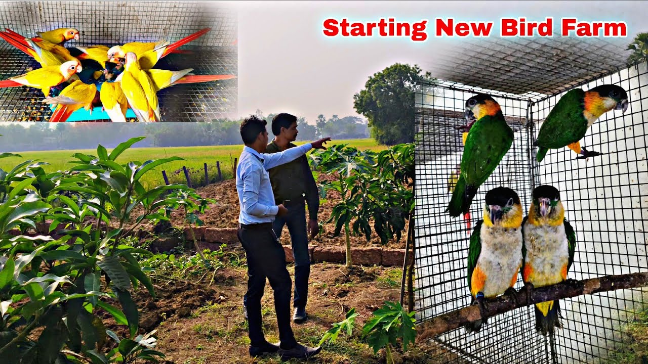 New Exotic Bird Breeding Farm | Conure Breeding Progress