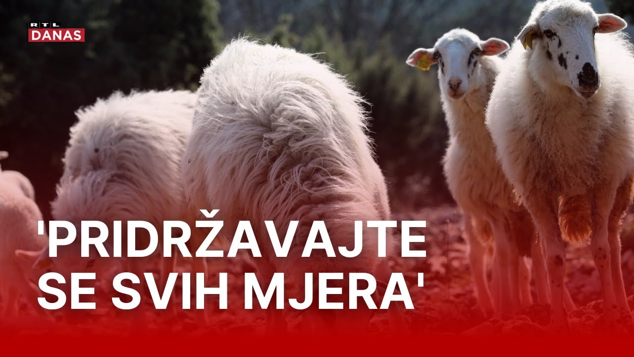 Stočari na mukama pojavila se nova bolest: Sutra će na teren izaći i ministar Vlajčić | RTL Danas