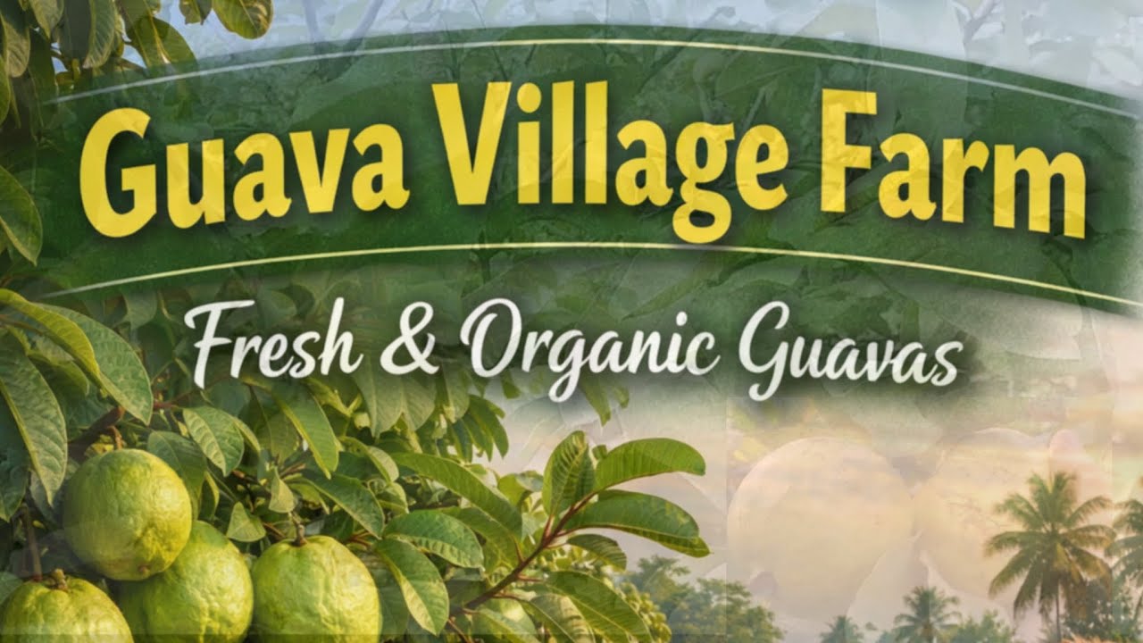 Guava Village Farm | Guava Fruit Harvest From Farm 🍈 | Fresh Amrood Torai | Village Farming #gauva 