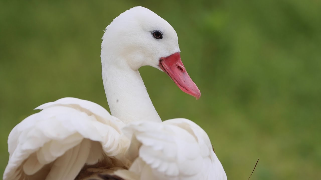Keeper Talks - Coscoroba Swan