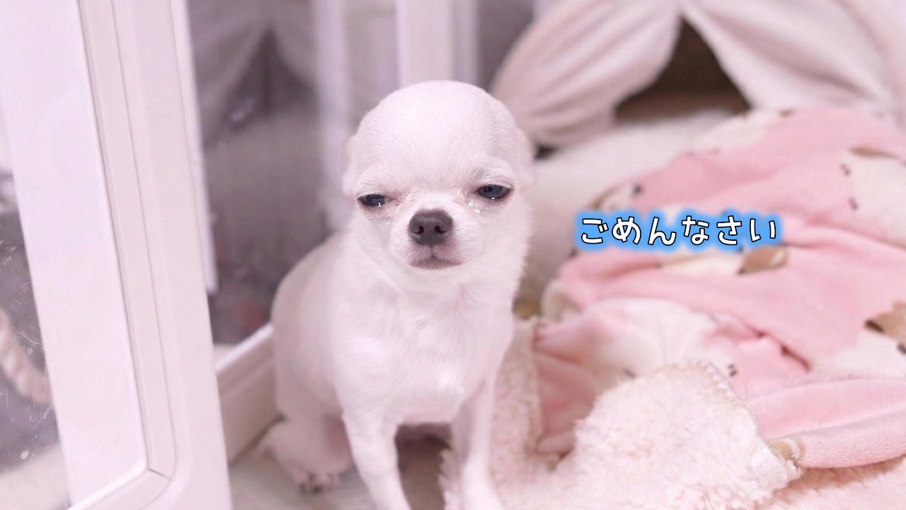 衝撃の光景を見て速攻で帰宅！！怒られて泣いちゃった子犬チワワさん・・