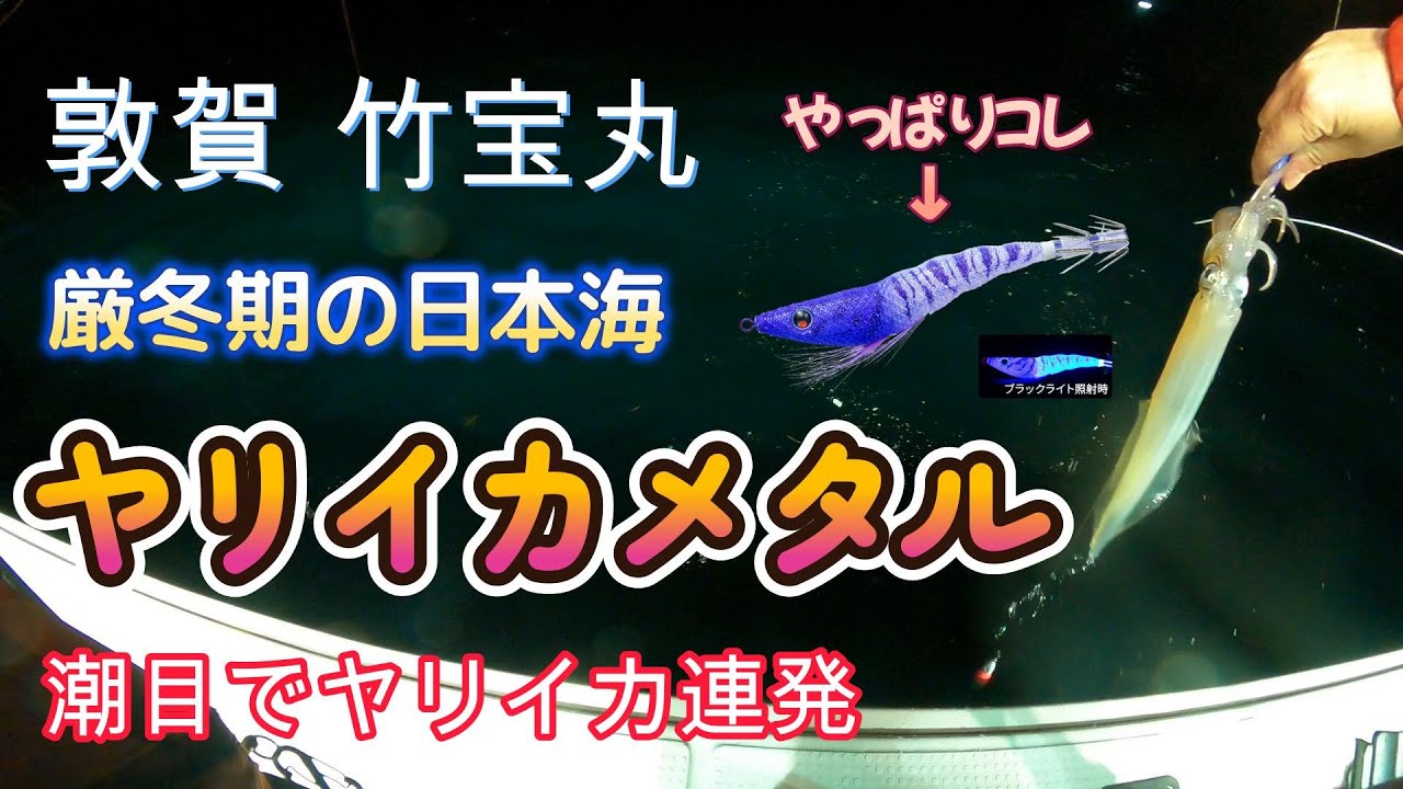 【敦賀2025ヤリイカメタル】福井県敦賀市の色浜から出港の『竹宝丸』さんで厳冬期のヤリイカメタルに行ってきました。ラストにヤリイカを捌いて実食あり。
