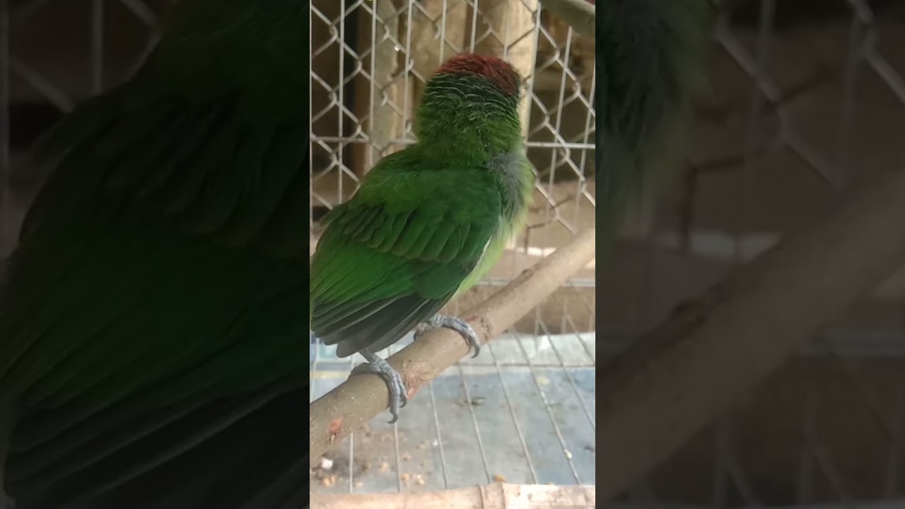 tiếng cu rốc non gọi mẹ