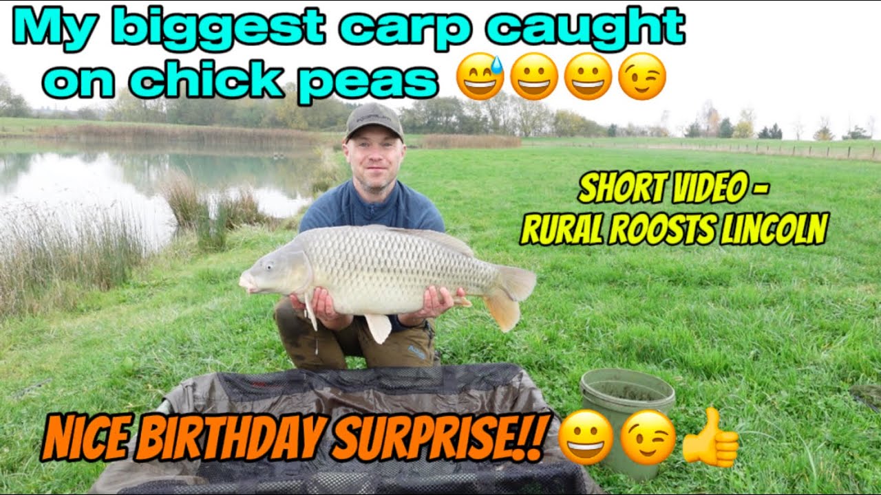 Caught my biggest carp on Chick Peas (Short Video) - Rural Roosts Lincoln 😉😲😉👍👍😀