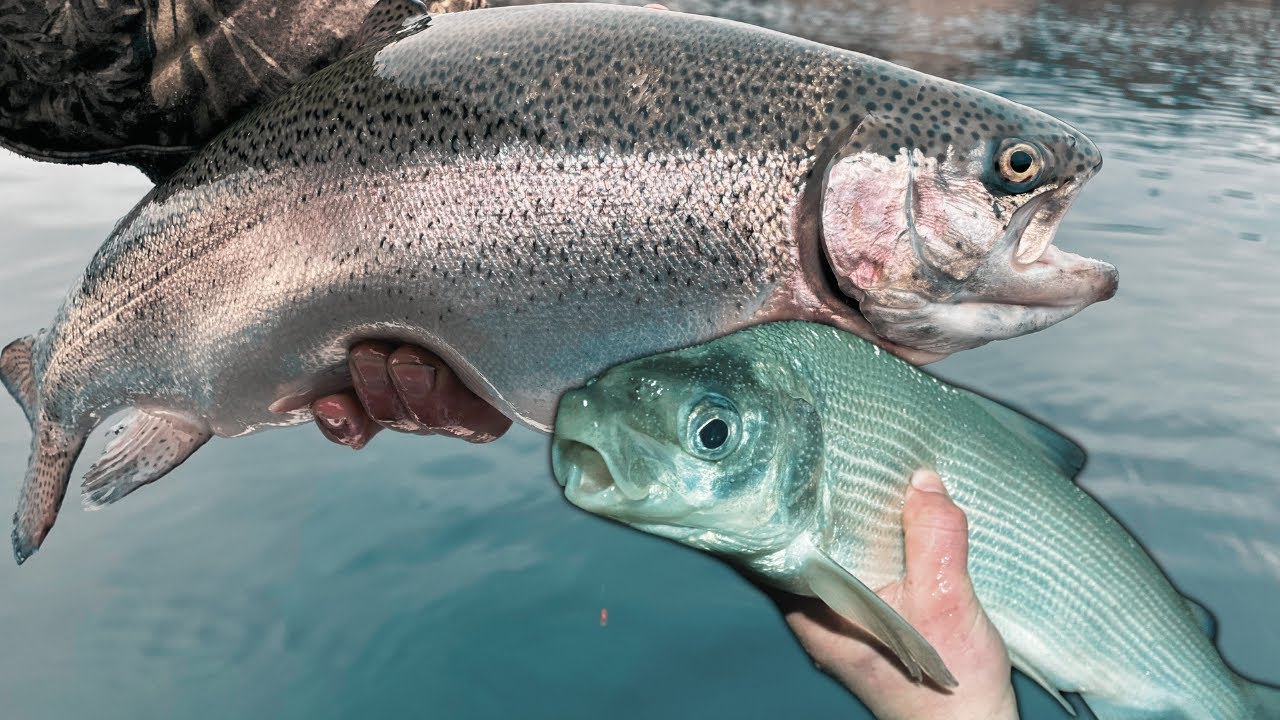 FAT Rufus Woods Trout and Banks Lake Whitefish..