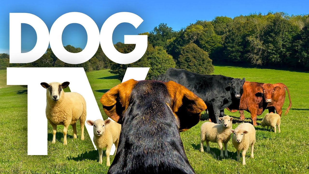 GoPro DogTV | 10hrs of Soothing Virtual Dog Walks Through Serene Farmlands 🐾🐑 Dog POV