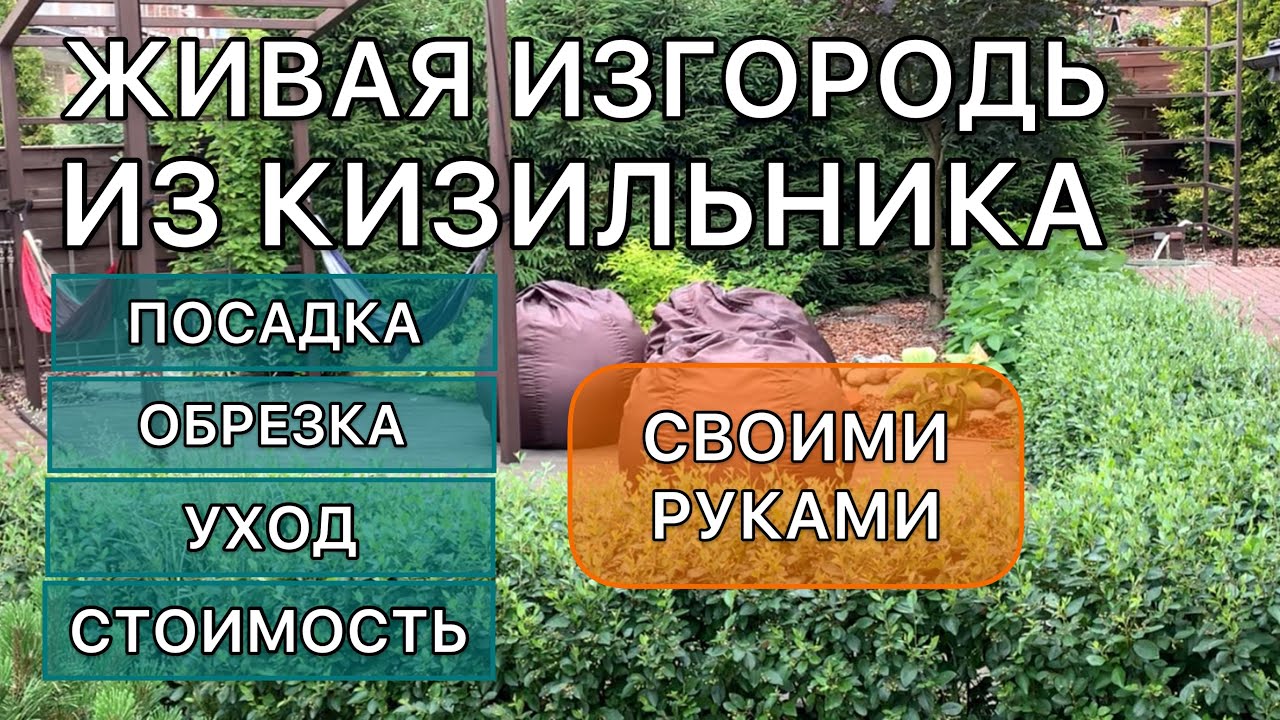 Замена самшита #живаяизгородь #кустарники