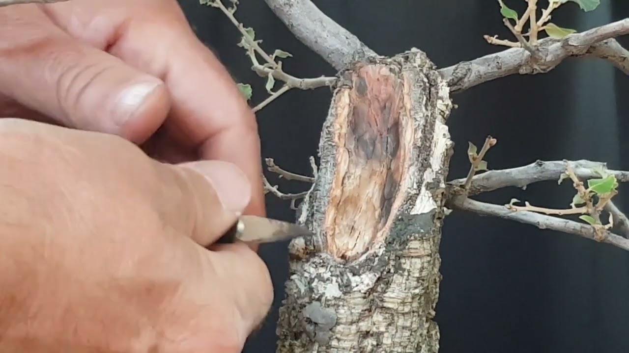 TRASPLANTE DE ALCORNOQUE