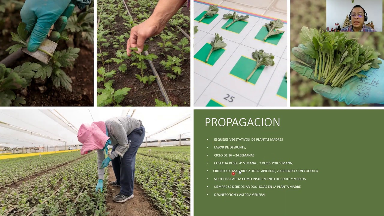 Manejo técnico de la producción del crisantemo