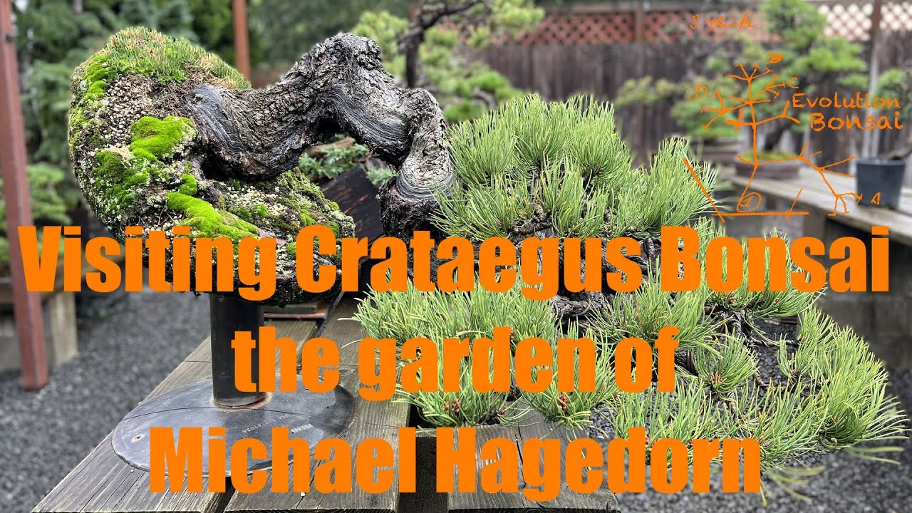 Visiting Crataegus Bonsai, the garden of Michael Hagedorn
