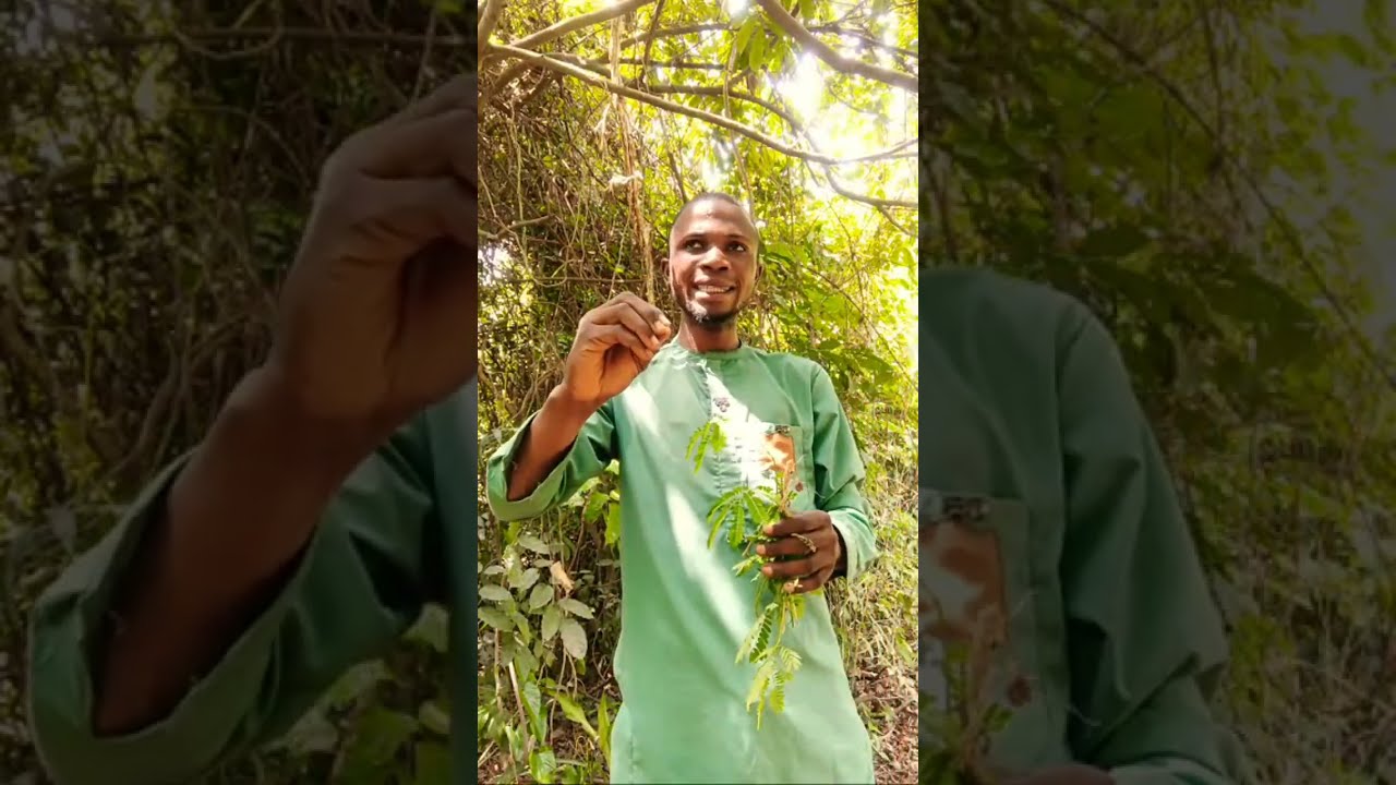 IWULO EWE ATI EGBO TUDE @Dromoodoagbatv iwulo túdè,atude