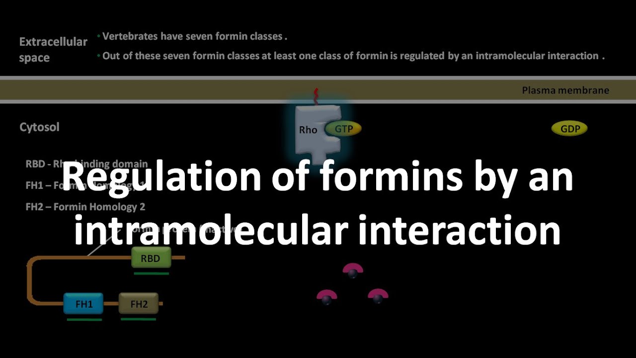 Formin regulation by an intramolecular interaction
