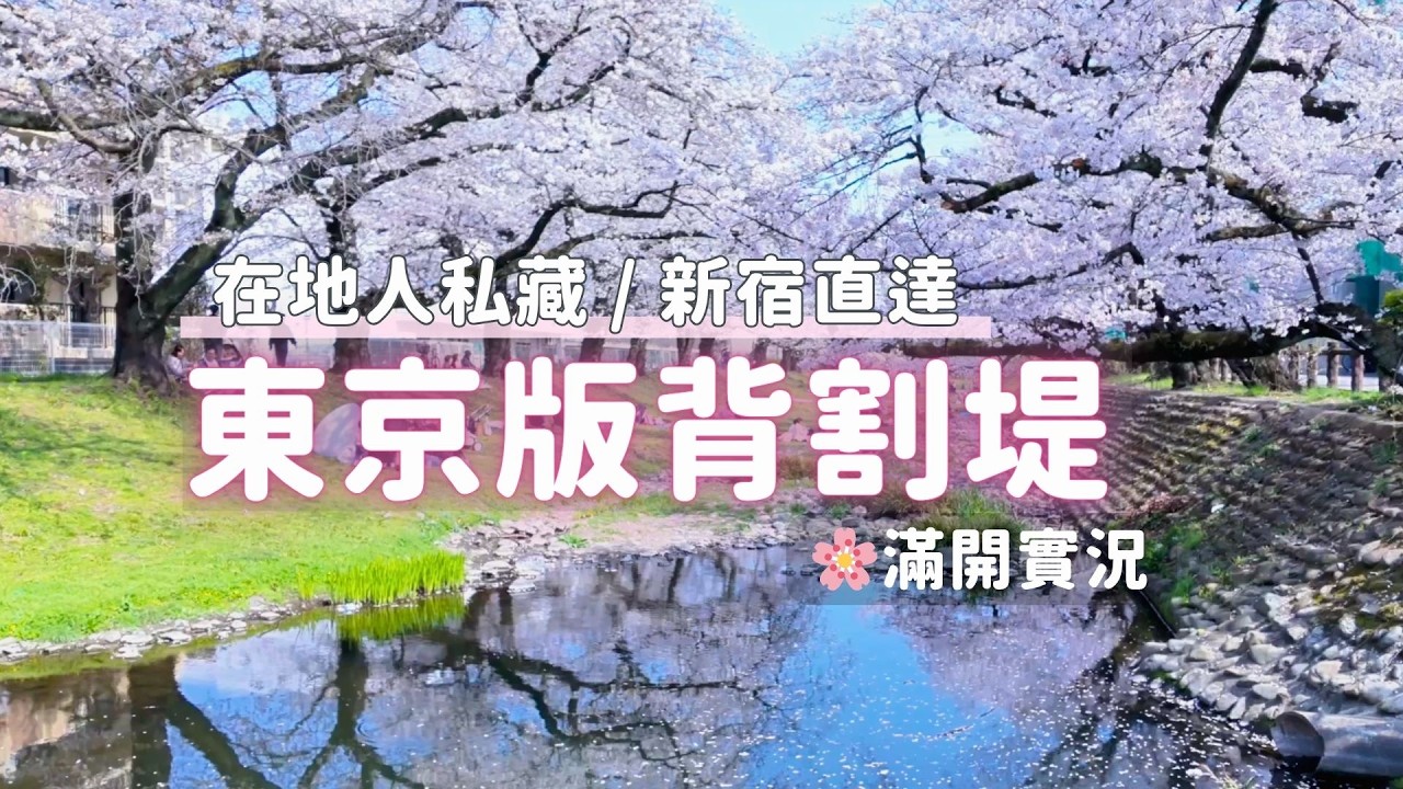 2026東京櫻花最新實況🌸開箱關東版背割堤！新宿直達26分在地人私藏小眾路線實拍｜已經滿開櫻吹雪預警｜立川 根川綠道 昭和紀念公園