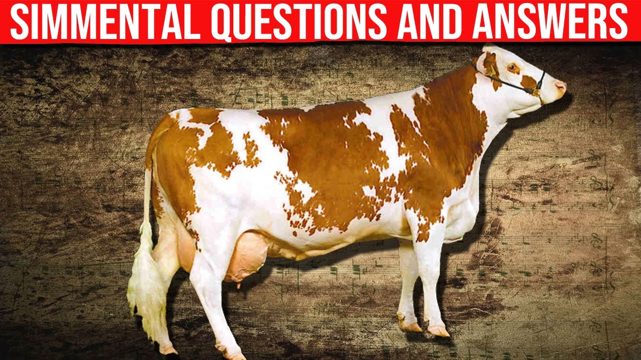 ⭕ Common Questions and Answers about Simmental Cattle Breed ✅ Biggest Bulls And Cow