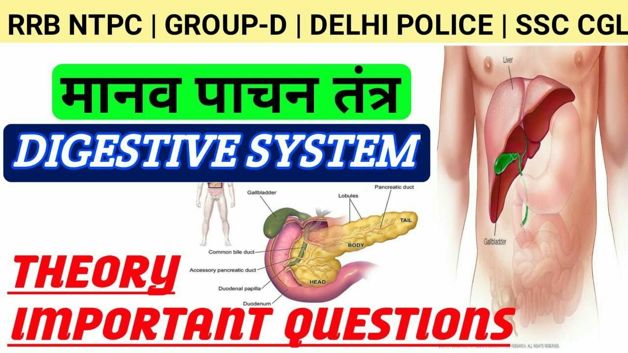मानव पाचन तंत्र | Digestive System | by Niharika Ma'am | SSC | Railway | UPSC | Delhi Police | UP SI