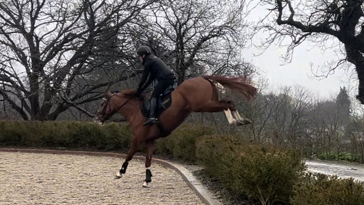 5 year old 15.2hh gelding