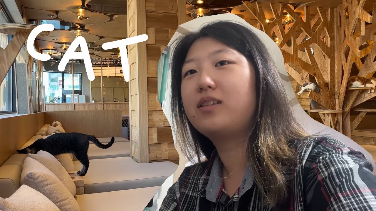 The best cat café in Seoul