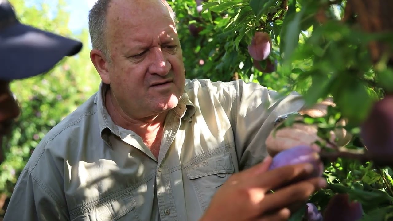 SIZA Member Testimonials — Kobus Pienaar from Woolworths on how live data on MySIZA assists buyers