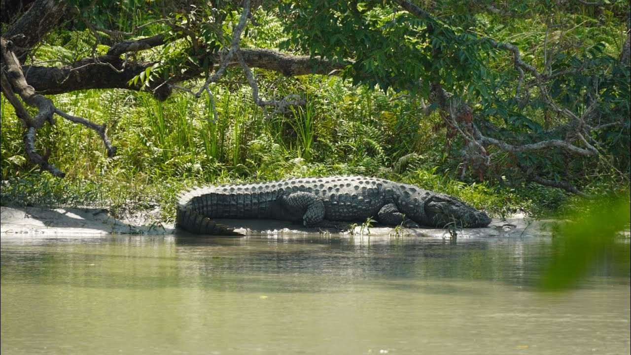 Biggest Crocodile 🐊 in Sharda sagar dam (chuka Beach) pilibhit tiger reserve