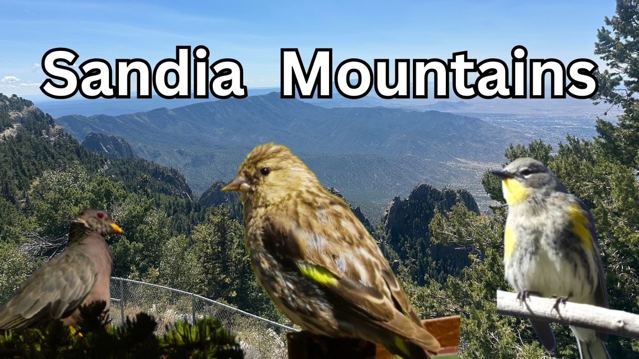 Birding in the Sandia Mountains of New Mexico