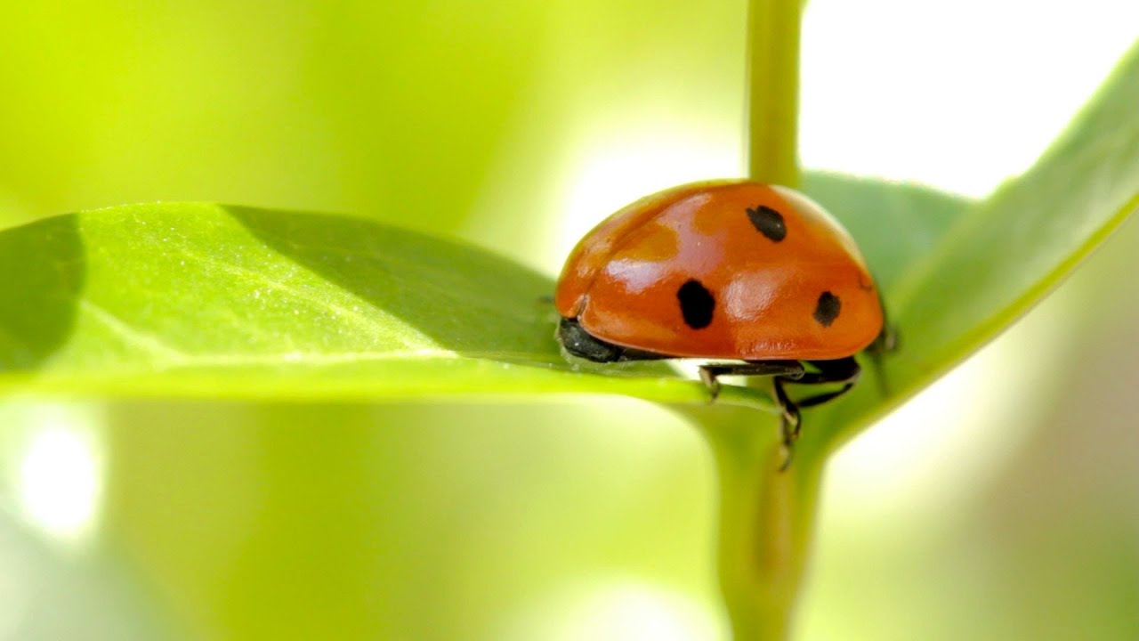 Macro Dreams - Canon EF 100mm 1:2.8 L IS USM