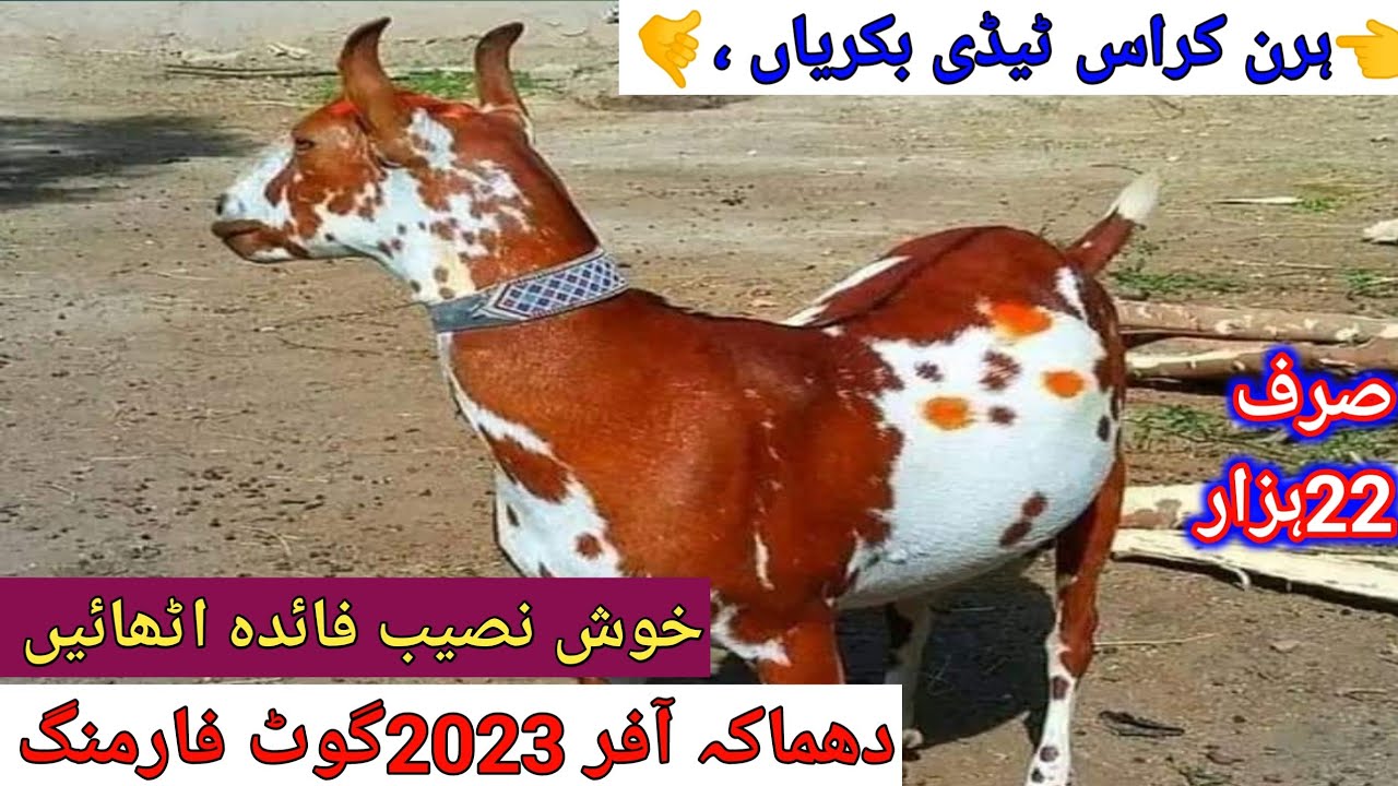 VIP Gulabi rusi teddy paragnat bakriyan for saleشوقین حضرات فاعدہ اٹھائے goat farming Pakistan