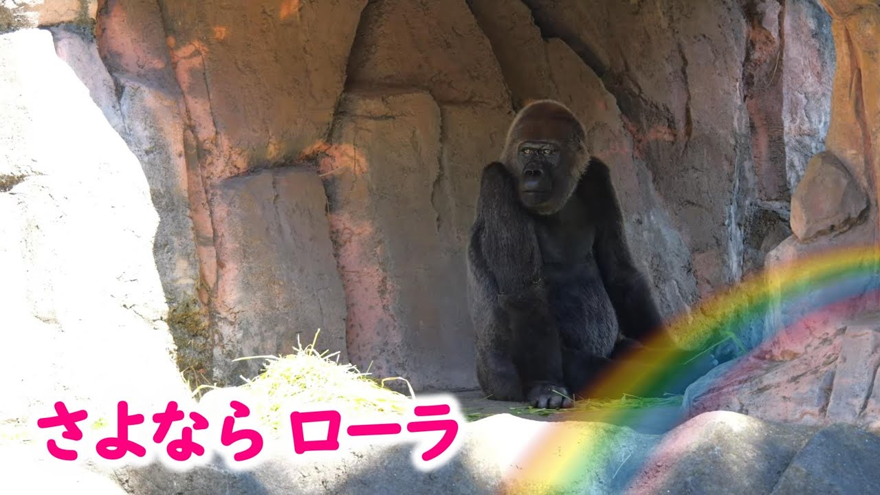 さよなら ローラ 🌈　千葉市動物公園　ゴリラ　202505