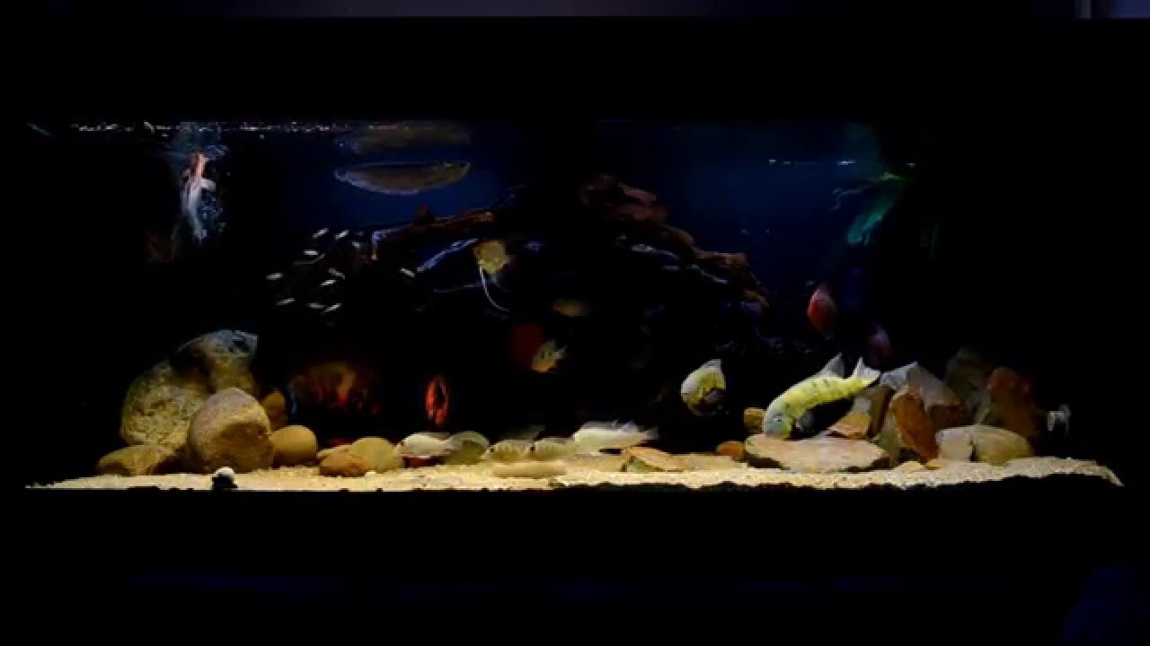 American cichlid tank 500 gallon ( 2500 liter )