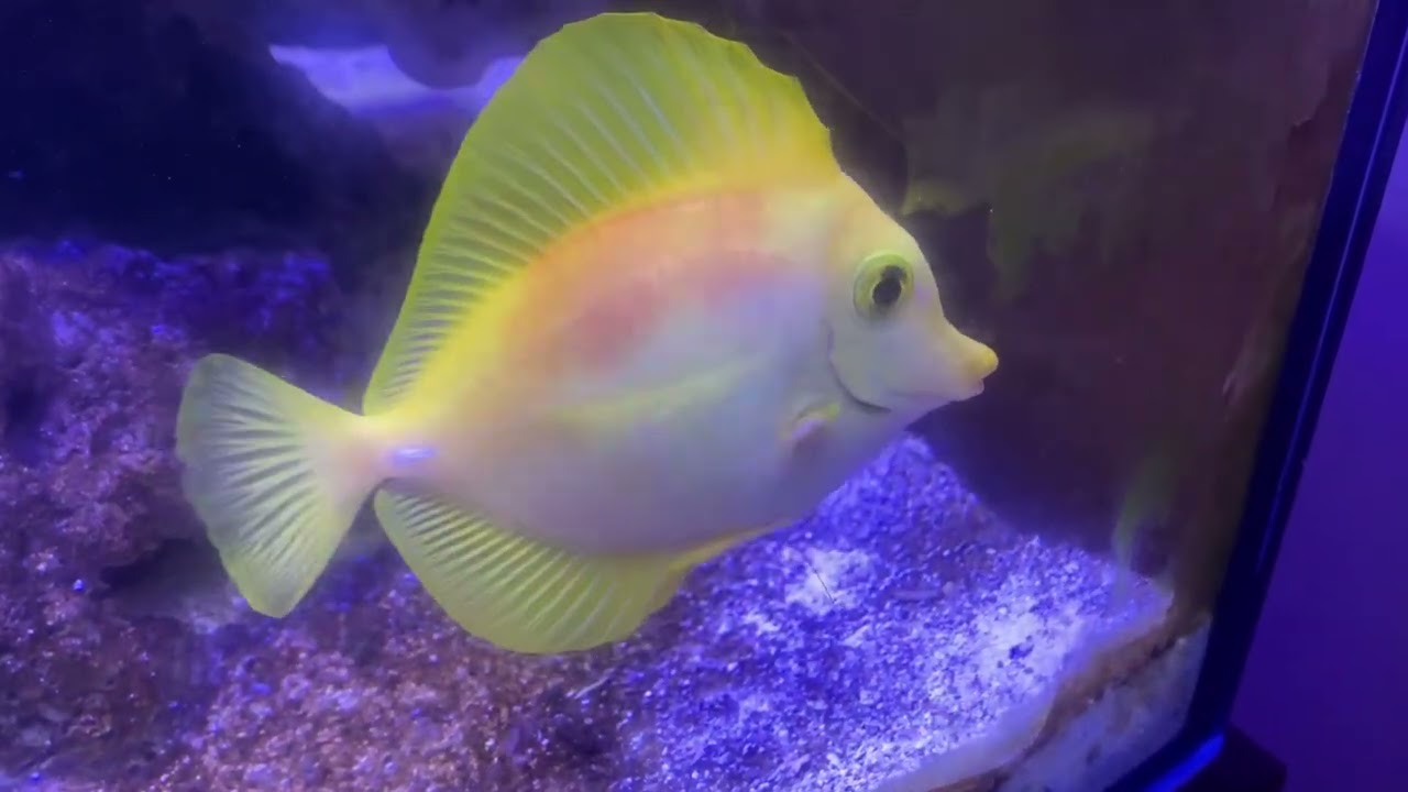 Yellow tang not eating and red blotches&hellip;