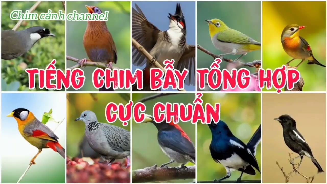Tổng hợp tiếng chim bẫy nhiều loại , chuẩn nhất 2026