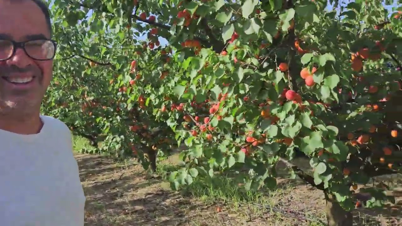 Bellissimo albicoccheto romagnolo visto il 17 luglio 2023.