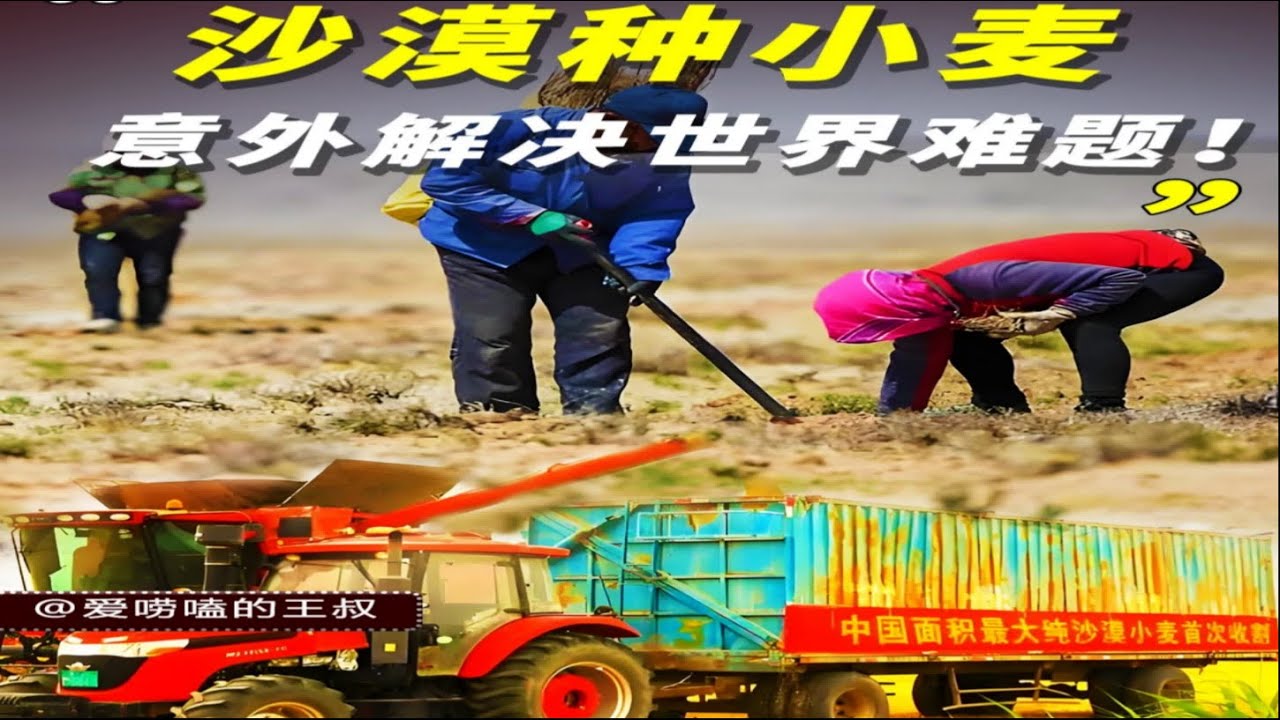 中国工程闹“乌龙”！本想在沙漠种小麦，却意外解决土地盐碱化