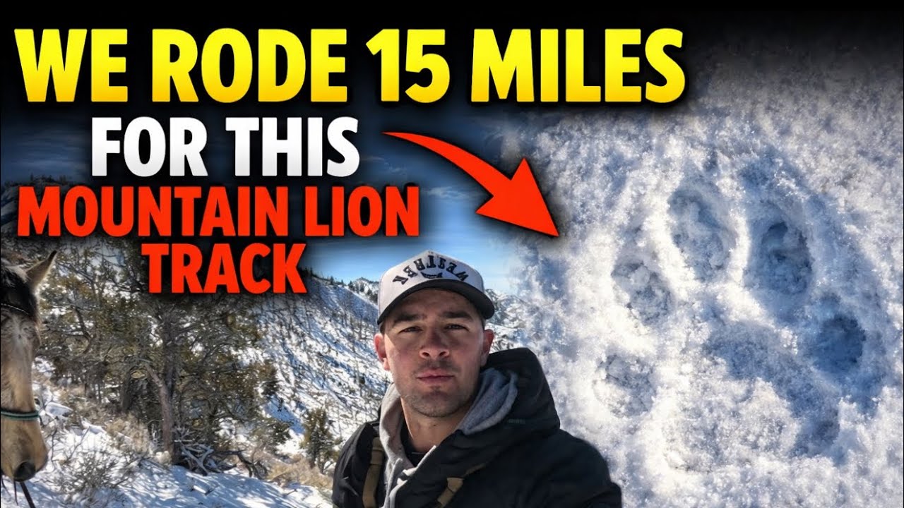 We Rode 15 Miles for This Mountain Lion Track