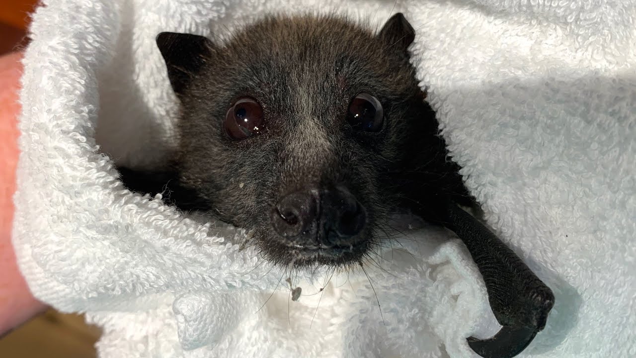 Rescuing a juvenile flying-fox trapped on a balcony:  this is Innisdale