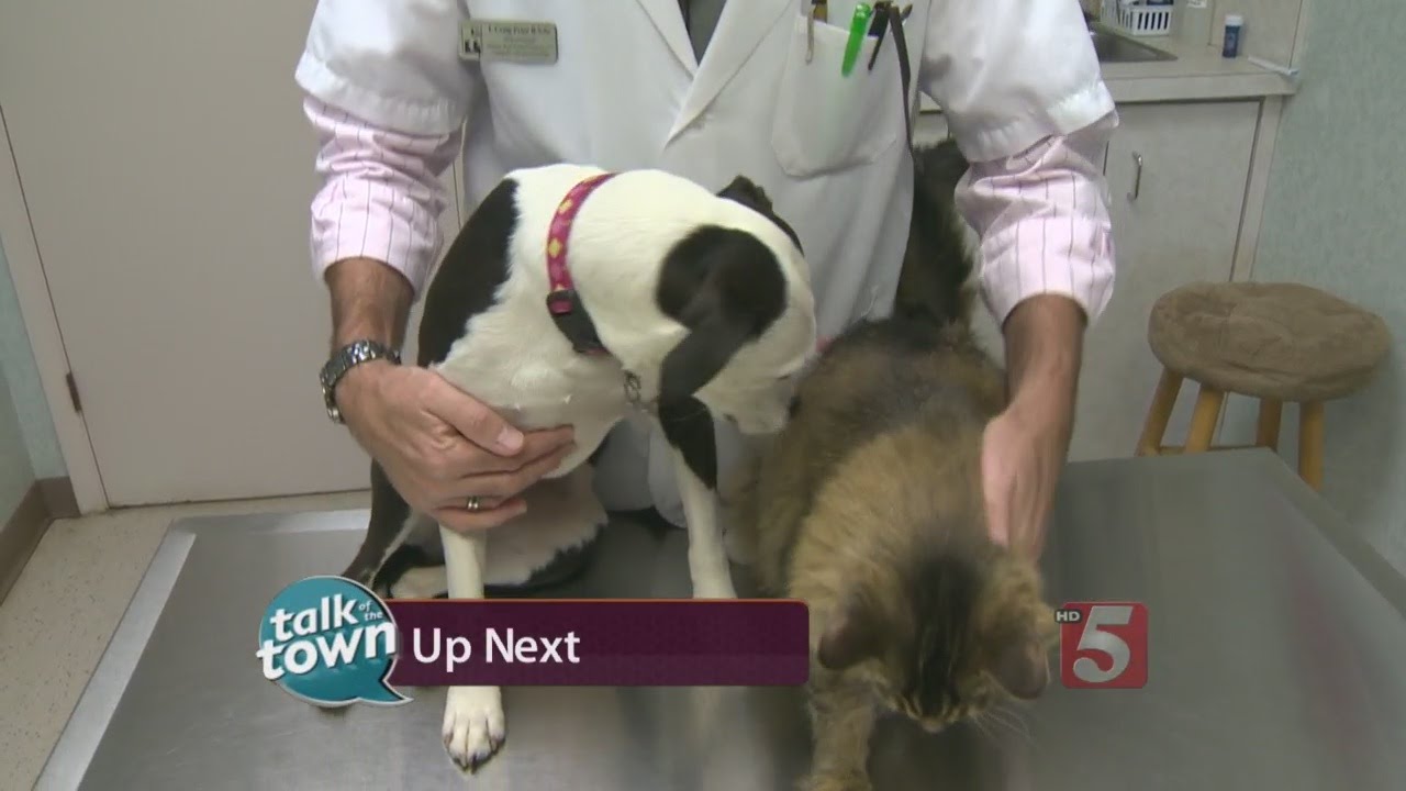 PARASITE PREVENTION FOR PETS
