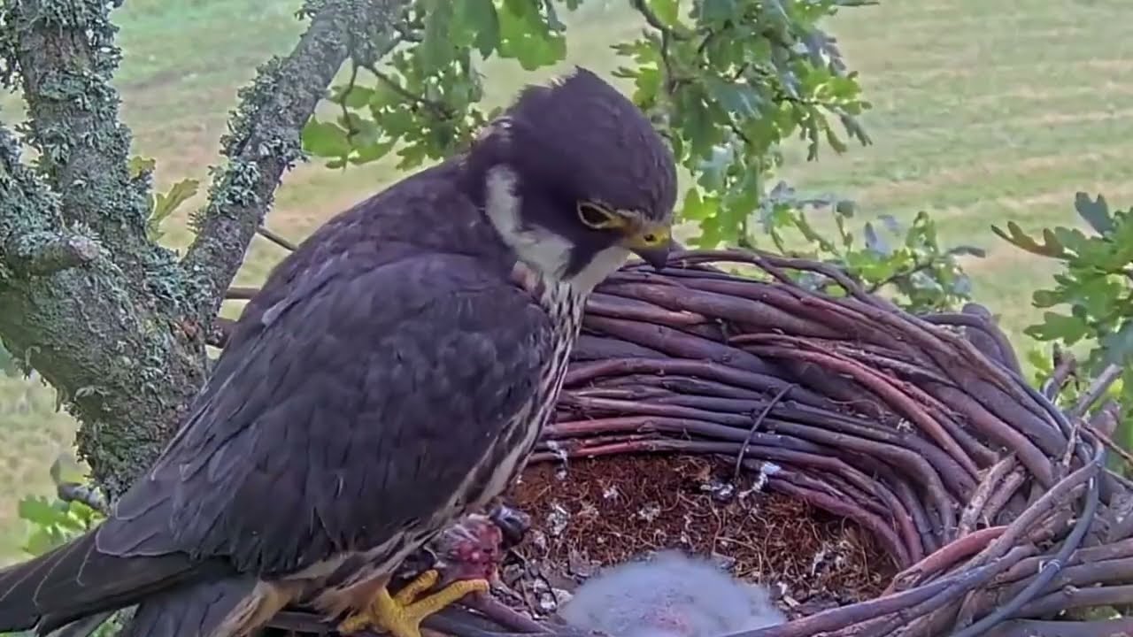 #falcon