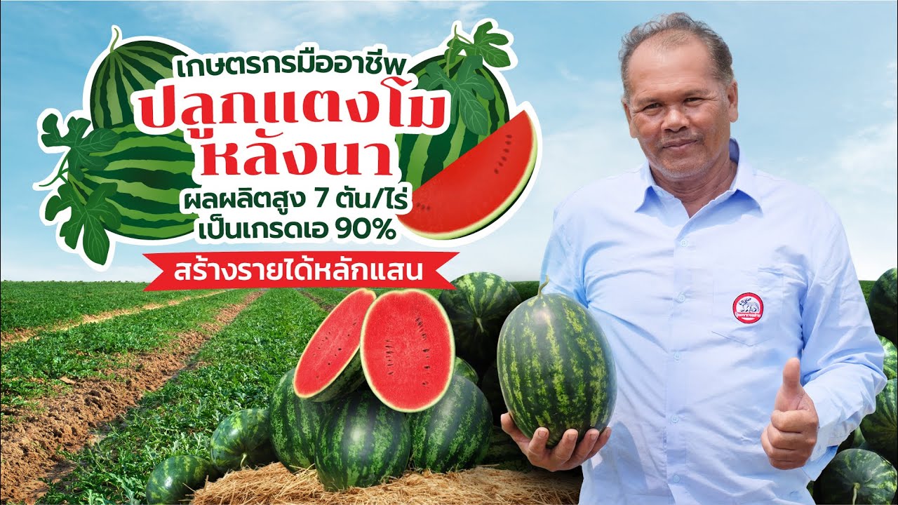 ปลูกแตงโมหลังนาผลผลิตสูง 7 ตัน/ไร่ เป็นเกรดเอ 90 % สร้างรายได้หลักแสน