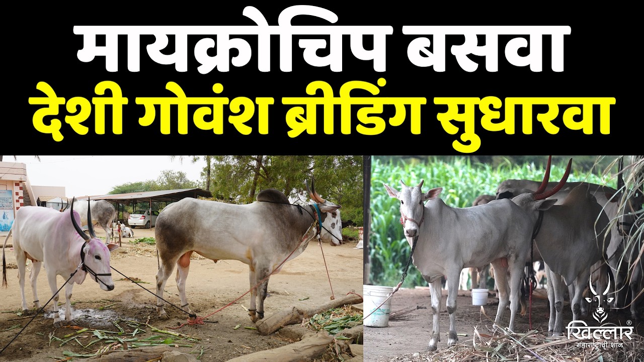 गाईचे डोहाळे जेवण आणि लाड… यामुळे देशी गोवंशाला मोठी मागणी भाग 4 | Khillar Maharashtrachi Shaan 2026