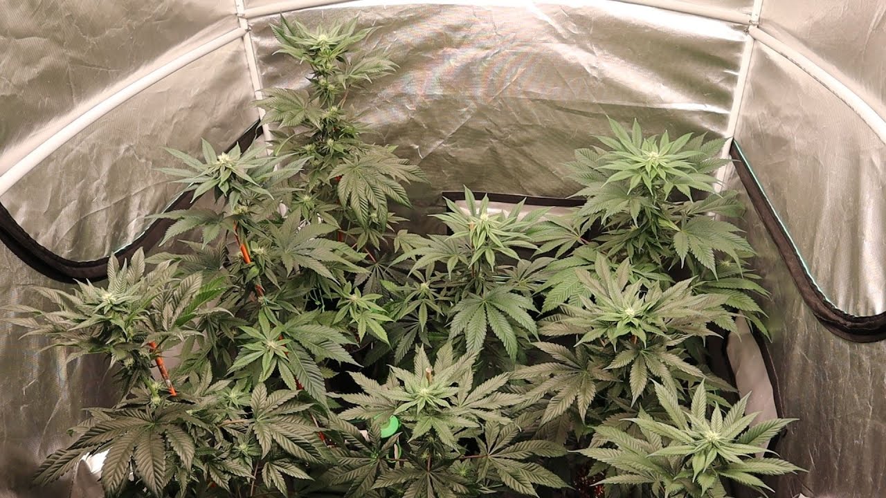 Herms! 23 Plant Pheno Hunt, Exotic Genetix Scotty 2 Hotty Lineup, Week 3 Flower
