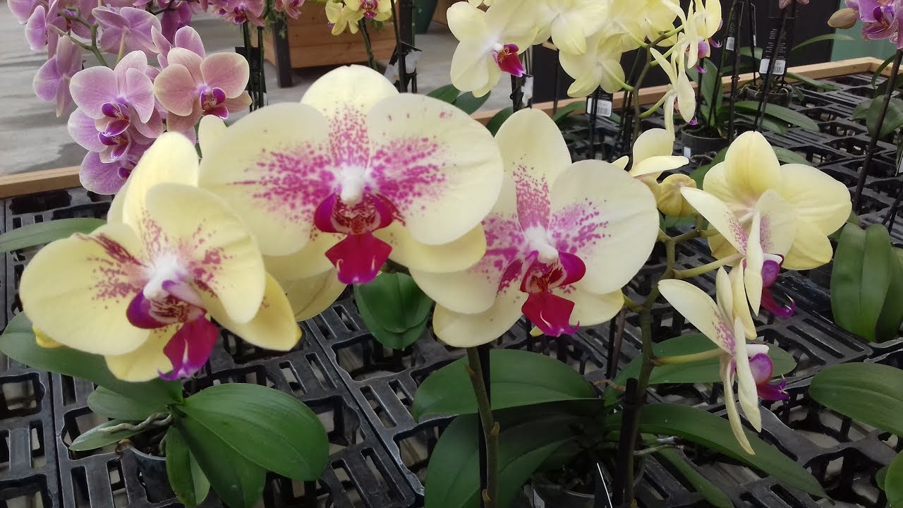 Visita al Raffeiner Orchideenwelt di Gargazzone - Bolzano Bozen