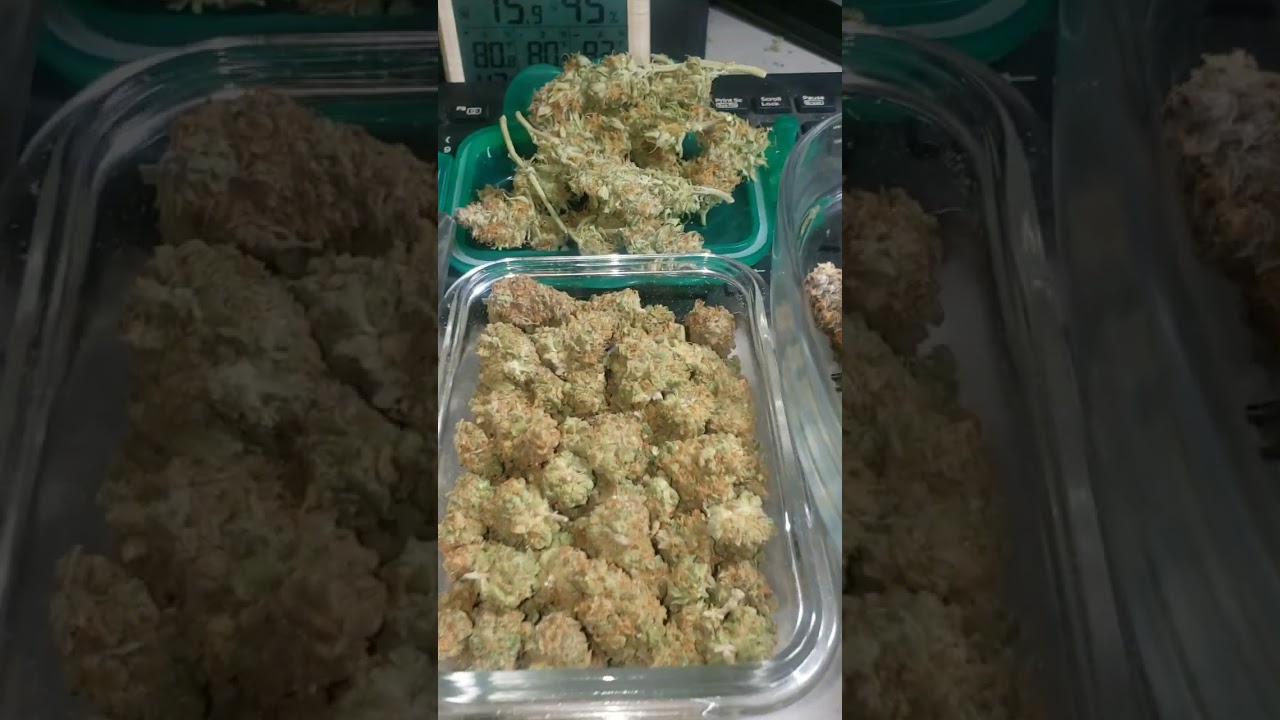 og kush & critical plus harvest